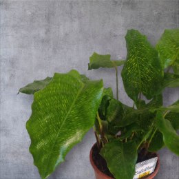 Calatea Musaica Network Calathea mozaikowa GREEN PIKSEL