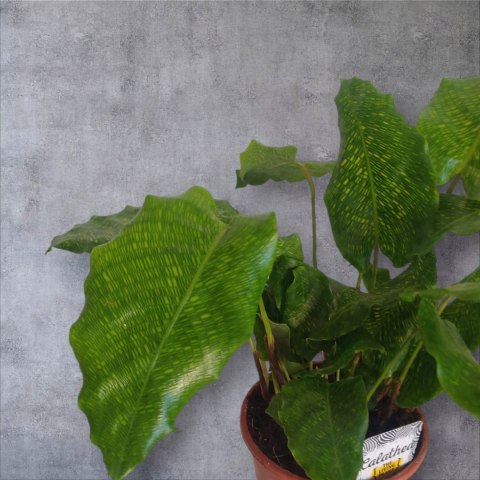 Calatea Musaica Network Calathea mozaikowa GREEN PIKSEL Calatea Musaica Network Calathea mozaikowa GREEN PIKSEL