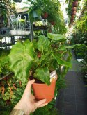Calatea Musaica Network Calathea mozaikowa GREEN PIKSEL