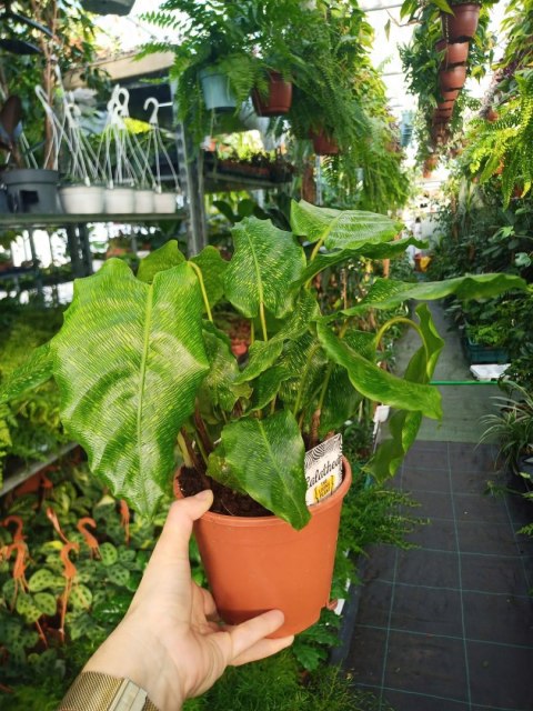 Calatea Musaica Network Calathea mozaikowa GREEN PIKSEL Calatea Musaica Network Calathea mozaikowa GREEN PIKSEL