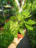 Calatea Musaica Network Calathea mozaikowa GREEN PIKSEL