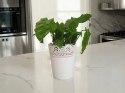 Calatea Musaica Network Calathea mozaikowa GREEN PIKSEL