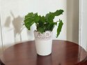 Calatea Musaica Network Calathea mozaikowa GREEN PIKSEL
