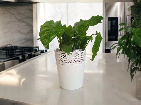Calatea Musaica Network Calathea mozaikowa GREEN PIKSEL Calatea Musaica Network Calathea mozaikowa GREEN PIKSEL