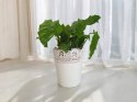 Calatea Musaica Network Calathea mozaikowa GREEN PIKSEL