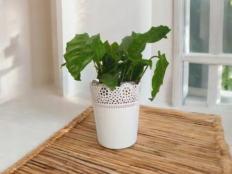 Calatea Musaica Network Calathea mozaikowa GREEN PIKSEL Calatea Musaica Network Calathea mozaikowa GREEN PIKSEL