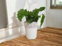 Calatea Musaica Network Calathea mozaikowa GREEN PIKSEL
