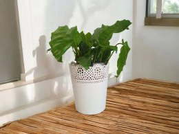 Calatea Musaica Network Calathea mozaikowa GREEN PIKSEL