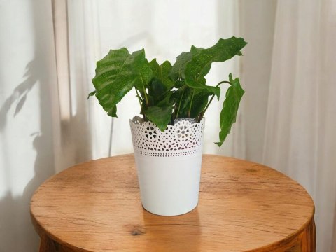 Calatea Musaica Network Calathea mozaikowa GREEN PIKSEL Calatea Musaica Network Calathea mozaikowa GREEN PIKSEL