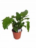 Calatea Musaica Network Calathea mozaikowa GREEN PIKSEL