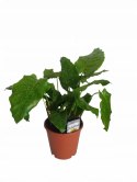 Calatea Musaica Network Calathea mozaikowa GREEN PIKSEL