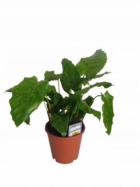 Calatea Musaica Network Calathea mozaikowa GREEN PIKSEL Calatea Musaica Network Calathea mozaikowa GREEN PIKSEL