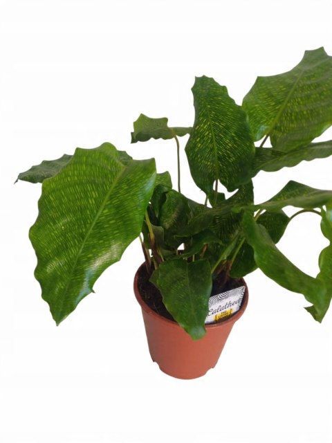 Calatea Musaica Network Calathea mozaikowa GREEN PIKSEL Calatea Musaica Network Calathea mozaikowa GREEN PIKSEL