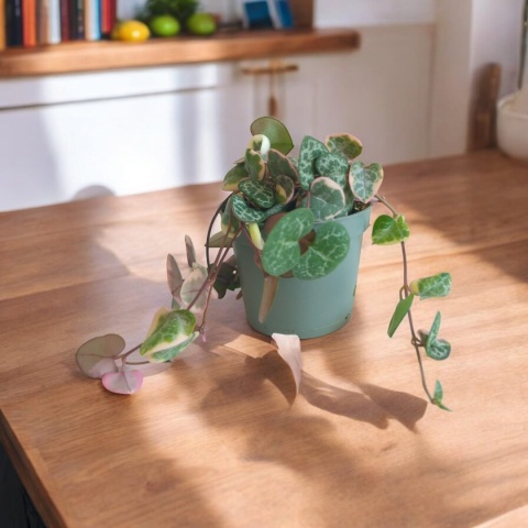 Ceropegia Woodii Variegata Ceropegia Woodii Variegata