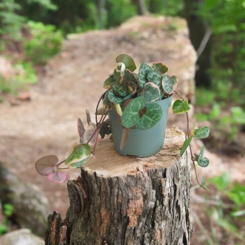 Ceropegia Woodii Variegata Ceropegia Woodii Variegata