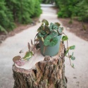 Ceropegia Woodii Variegata Ceropegia Woodii Variegata