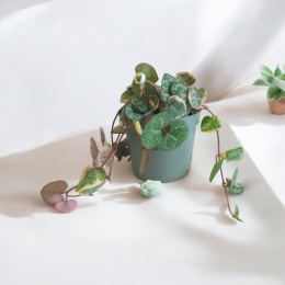 Ceropegia Woodii Variegata