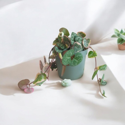 Ceropegia Woodii Variegata Ceropegia Woodii Variegata