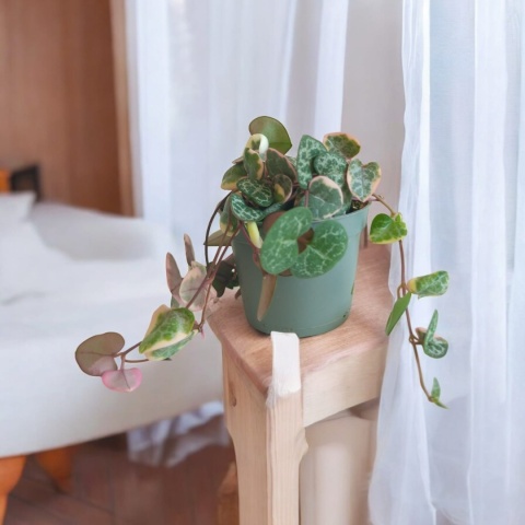 Ceropegia Woodii Variegata Ceropegia Woodii Variegata