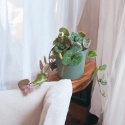 Ceropegia Woodii Variegata Ceropegia Woodii Variegata