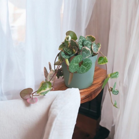 Ceropegia Woodii Variegata Ceropegia Woodii Variegata