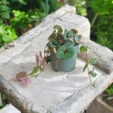 Ceropegia Woodii Variegata Ceropegia Woodii Variegata