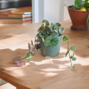 Ceropegia Woodii Variegata Ceropegia Woodii Variegata