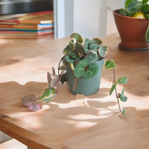 Ceropegia Woodii Variegata Ceropegia Woodii Variegata