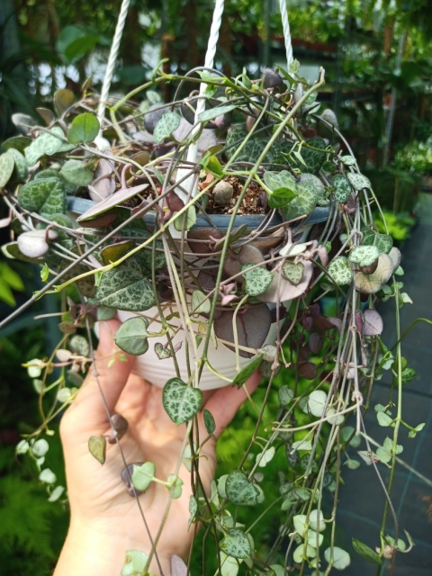 Ceropegia Woodii (zwis) Ceropegia Woodii (zwis)