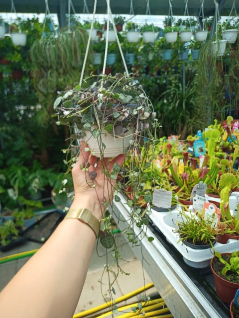 Ceropegia Woodii (zwis) Ceropegia Woodii (zwis)
