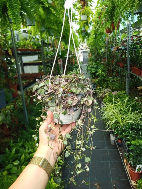 Ceropegia Woodii (zwis) Ceropegia Woodii (zwis)