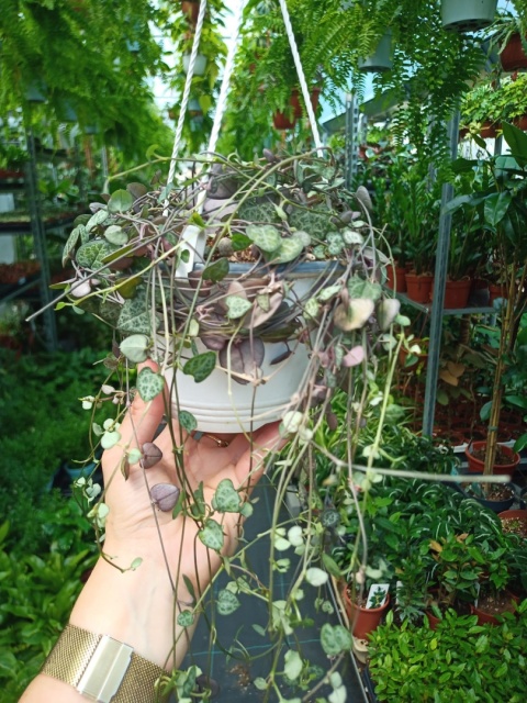 Ceropegia Woodii (zwis) Ceropegia Woodii (zwis)