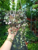 Ceropegia Woodii (zwis)