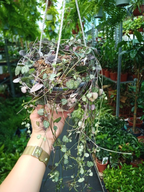 Ceropegia Woodii (zwis) Ceropegia Woodii (zwis)