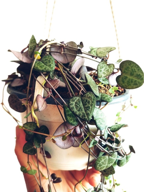 Ceropegia Woodii (zwis) Ceropegia Woodii (zwis)