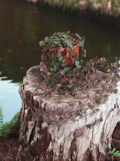 Ceropegia Woodii (zwis) Ceropegia Woodii (zwis)