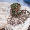 Ceropegia Woodii (zwis)