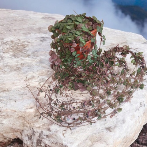 Ceropegia Woodii (zwis) Ceropegia Woodii (zwis)