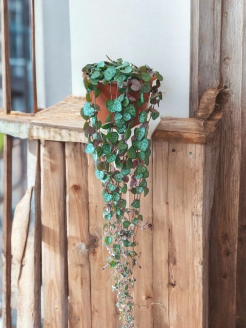Ceropegia Woodii (zwis) Ceropegia Woodii (zwis)