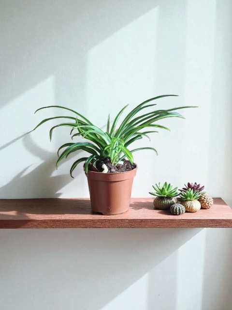 Chlorophytum Zielistek m