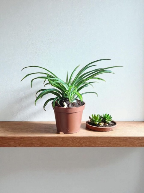 Chlorophytum Zielistek m