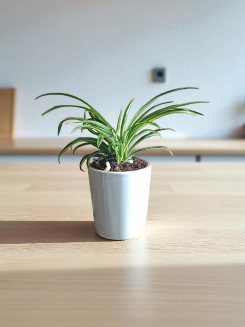 Chlorophytum Zielistek m