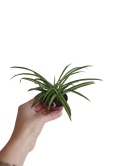 Chlorophytum Zielistek m