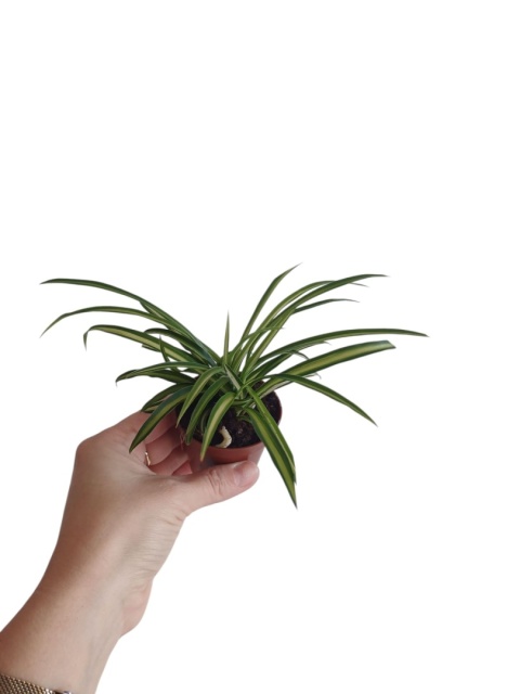 Chlorophytum Zielistek m