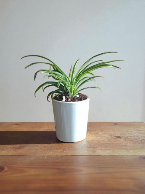 Chlorophytum Zielistek m