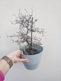 Corokia Cotoneaster