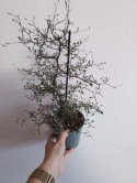 Corokia Cotoneaster