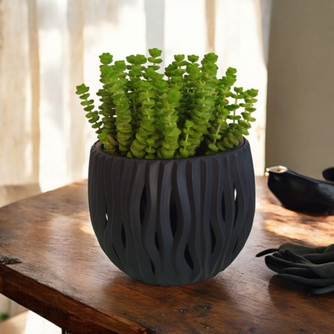 Crassula marnieriana Hottentot