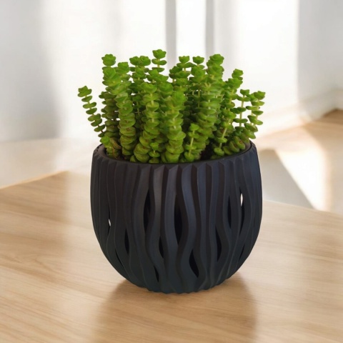 Crassula marnieriana Hottentot