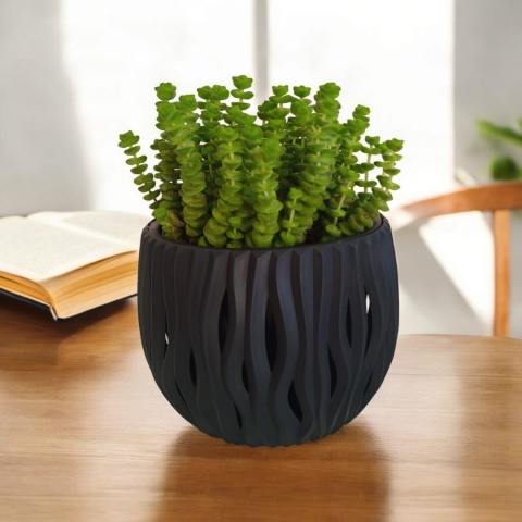 Crassula marnieriana Hottentot